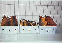 Koryakryba